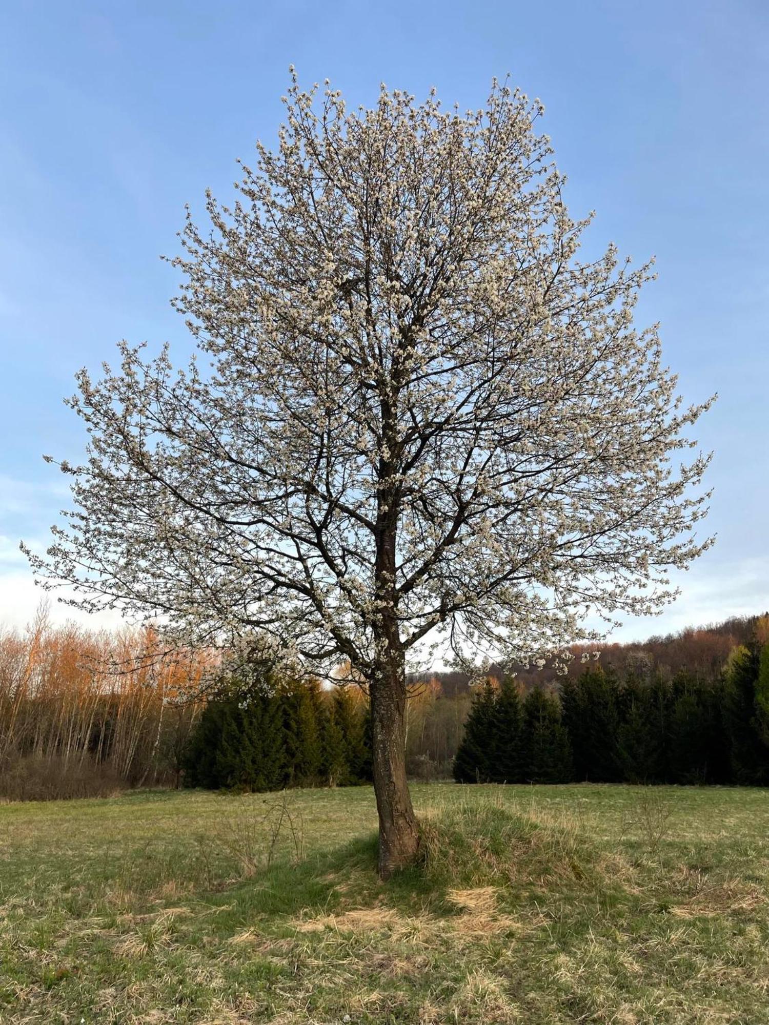 ホテル Latarnia Wagabundy Bieszczady Wola Michowa エクステリア 写真